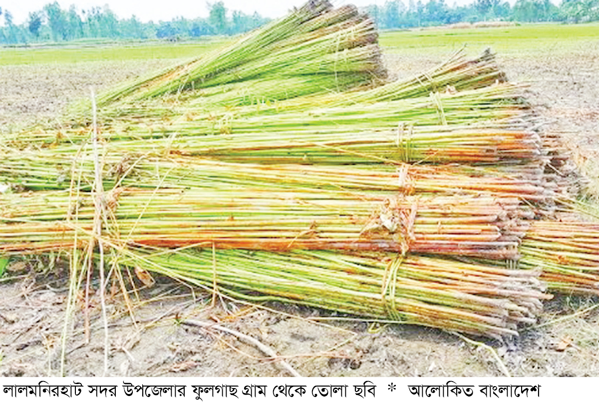 লালমনিরহাটে সোনালি আঁশে লাভের স্বপ্ন লালমনিরহাটে সোনালি আঁশে লাভের স্বপ্ন