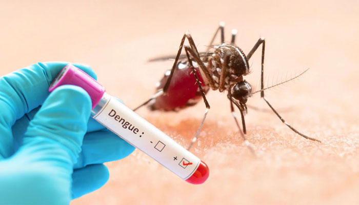 ডেঙ্গুতে আরো তিনজনের মৃত্যু, হাসপাতালে ৩৬৩ ডেঙ্গুতে আরো তিনজনের মৃত্যু, হাসপাতালে ৩৬৩