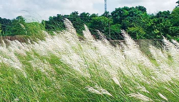 বোয়ালমারীতে সৌন্দর্য ছড়াচ্ছে কাশফুল বোয়ালমারীতে সৌন্দর্য ছড়াচ্ছে কাশফুল
