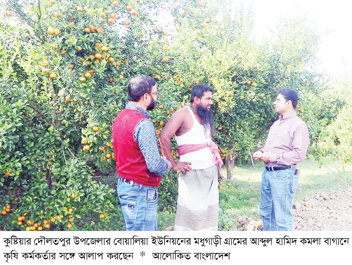 দৌলতপুরে কমলা চাষে সাফল্য দৌলতপুরে কমলা চাষে সাফল্য