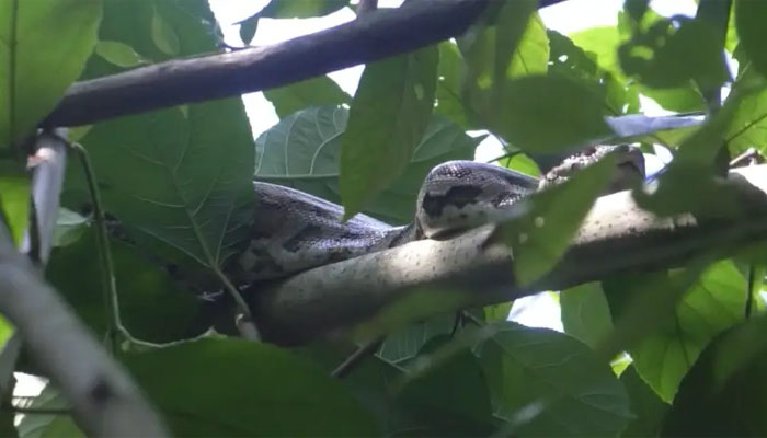 গাছে উঠে উদ্ধার হলো ১০ ফুট দৈর্ঘ্যের অজগর গাছে উঠে উদ্ধার হলো ১০ ফুট দৈর্ঘ্যের অজগর