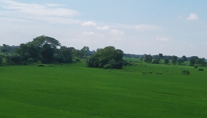 হোসেনপুরে সবুজ ধানের দোলায় দুলছে কৃষকের স্বপ্ন হোসেনপুরে সবুজ ধানের দোলায় দুলছে কৃষকের স্বপ্ন