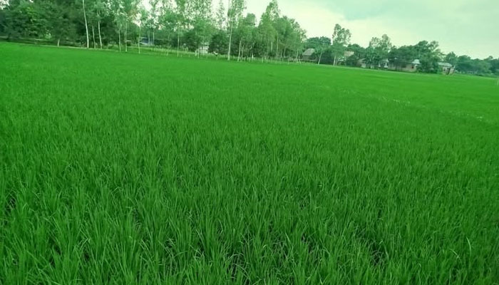 রংপুর অঞ্চলে আমনের বাম্পার ফলনে আশাবাদী কৃষক রংপুর অঞ্চলে আমনের বাম্পার ফলনে আশাবাদী কৃষক