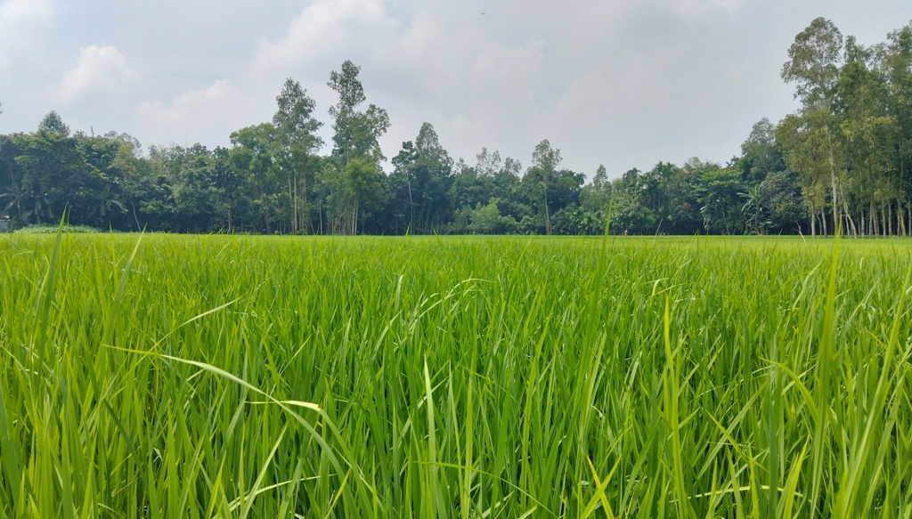 আমন ধানের চারার যত্নে ব্যস্ত শেরপুরের কৃষক