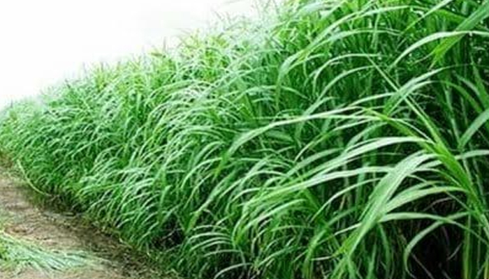 সিরাজগঞ্জে নেপিয়ার ঘাস চাষে কৃষকের সচ্ছলতা