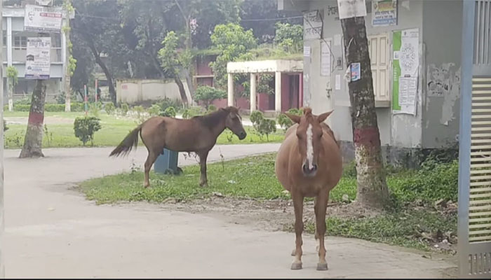 বোয়ালমারীতে ঘোড়ার কামড়ে আহত ২০ বোয়ালমারীতে ঘোড়ার কামড়ে আহত ২০