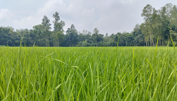 আমন ধানের চারার যত্নে ব্যস্ত শেরপুরের কৃষক