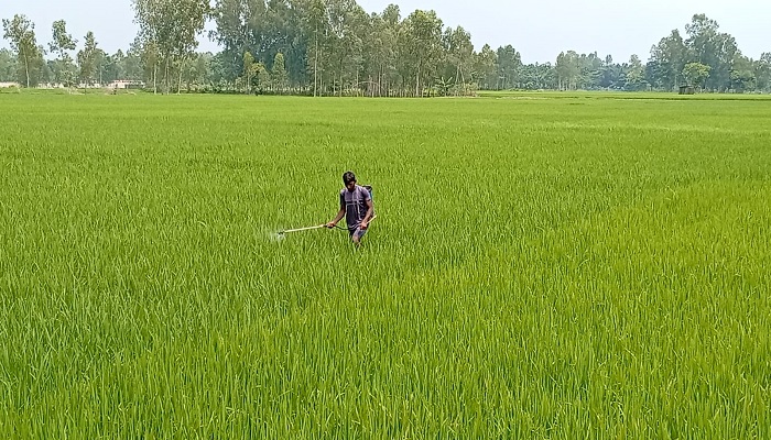 লালমনিরহাটে রোপা-আমন ধানের খেতে পোকা আক্রমণ রোধে কীটনাশক লালমনিরহাটে রোপা-আমন ধানের খেতে পোকা আক্রমণ রোধে কীটনাশক