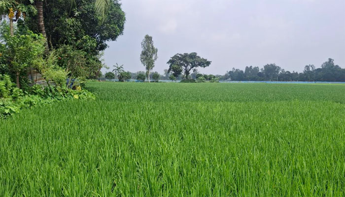 সবুজ সমারোহে দিনাজপুরের ধানক্ষেত, কৃষকের স্বপ্ন বাম্পার ফলন সবুজ সমারোহে দিনাজপুরের ধানক্ষেত, কৃষকের স্বপ্ন বাম্পার ফলন