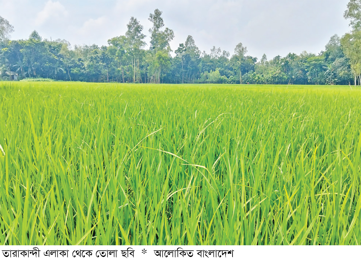 শেরপুরে আমন ধানের চারা পরিচর্যায় ব্যস্ত কৃষক শেরপুরে আমন ধানের চারা পরিচর্যায় ব্যস্ত কৃষক