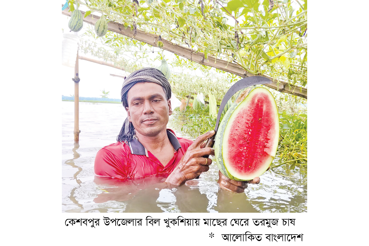 মাছের ঘেরের বাঁধে গ্রীষ্মকালীন তরমুজ চাষে সাফল্য মাছের ঘেরের বাঁধে গ্রীষ্মকালীন তরমুজ চাষে সাফল্য