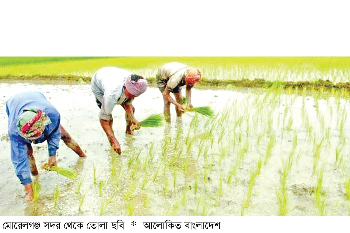 জলাবদ্ধতায় বিপর্যস্ত কৃষকদের ঘুরে দাঁড়ানোর চেষ্টা জলাবদ্ধতায় বিপর্যস্ত কৃষকদের ঘুরে দাঁড়ানোর চেষ্টা
