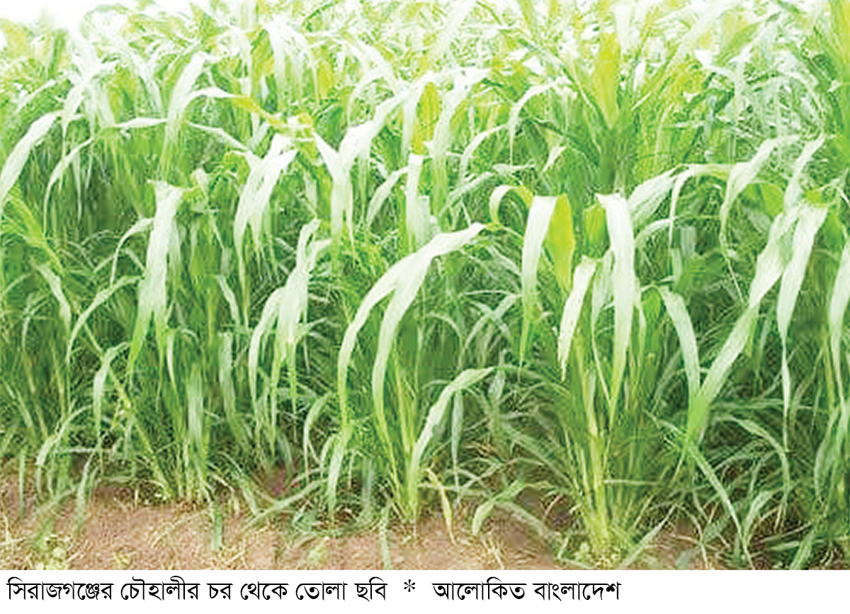 সিরাজগঞ্জে নেপিয়ার ঘাস চাষে লাভবান কৃষক সিরাজগঞ্জে নেপিয়ার ঘাস চাষে লাভবান কৃষক