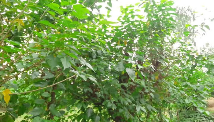 লালমনিরহাটে ব্লক পদ্ধতিতে তুঁত চাষ