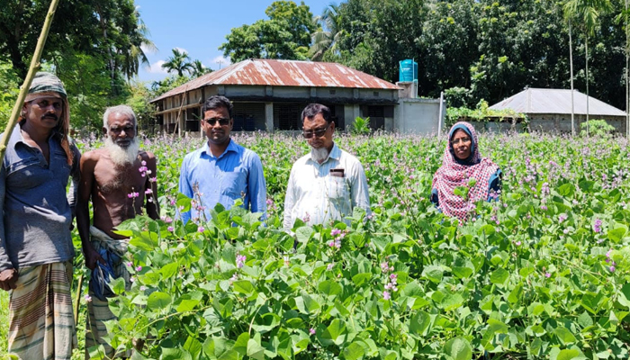 ঈশ্বরদীতে চাষিদের মুখে হাসি এনেছে আগাম শীতকালীন সবজি ঈশ্বরদীতে চাষিদের মুখে হাসি এনেছে আগাম শীতকালীন সবজি