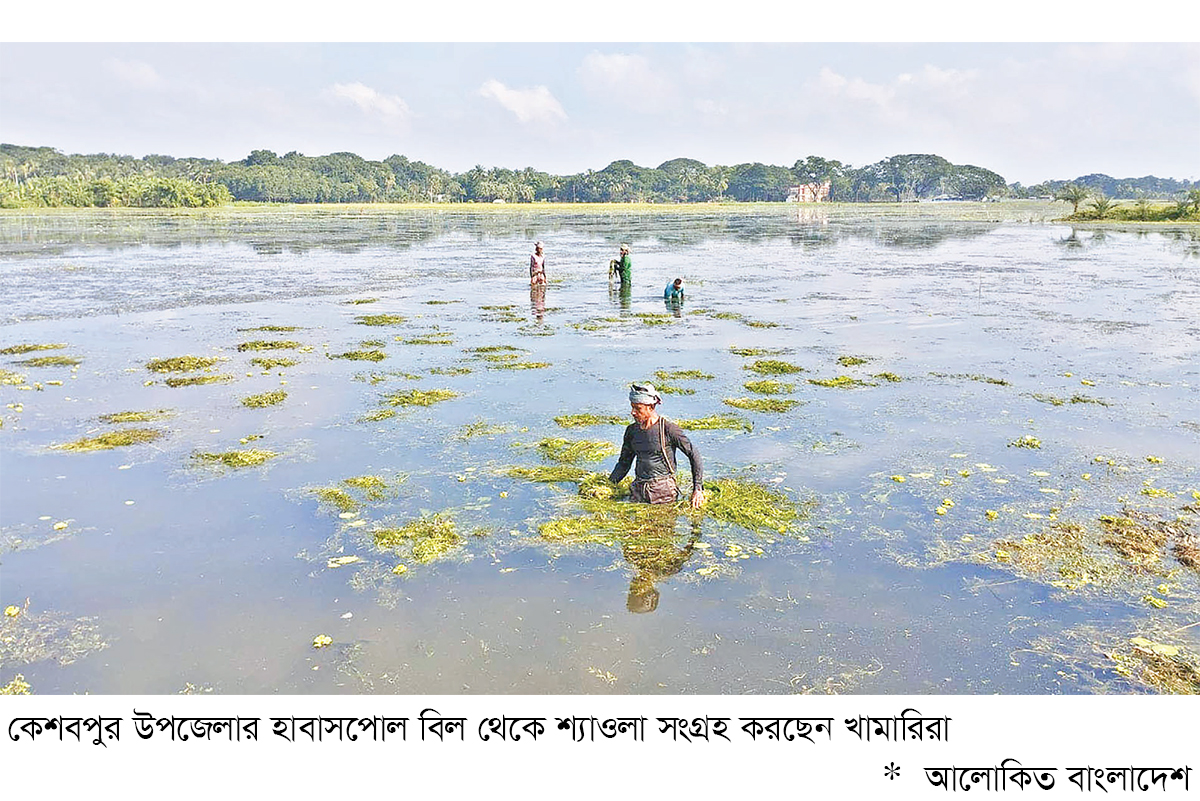 কেশবপুরে মাছের খাদ্য হিসেবে শ্যাওলার গুরুত্ব বাড়ছে কেশবপুরে মাছের খাদ্য হিসেবে শ্যাওলার গুরুত্ব বাড়ছে