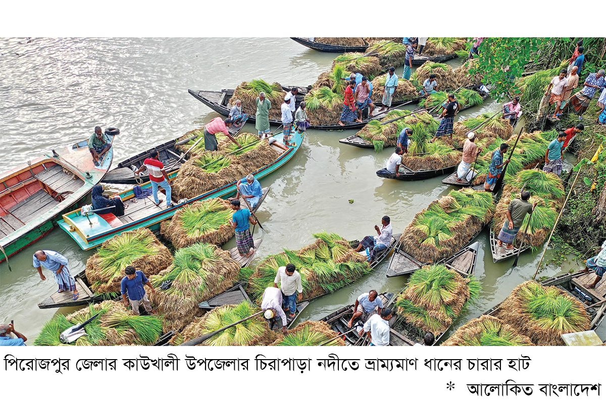 দক্ষিণাঞ্চলে আমন ধানের চারার সংকট দক্ষিণাঞ্চলে আমন ধানের চারার সংকট