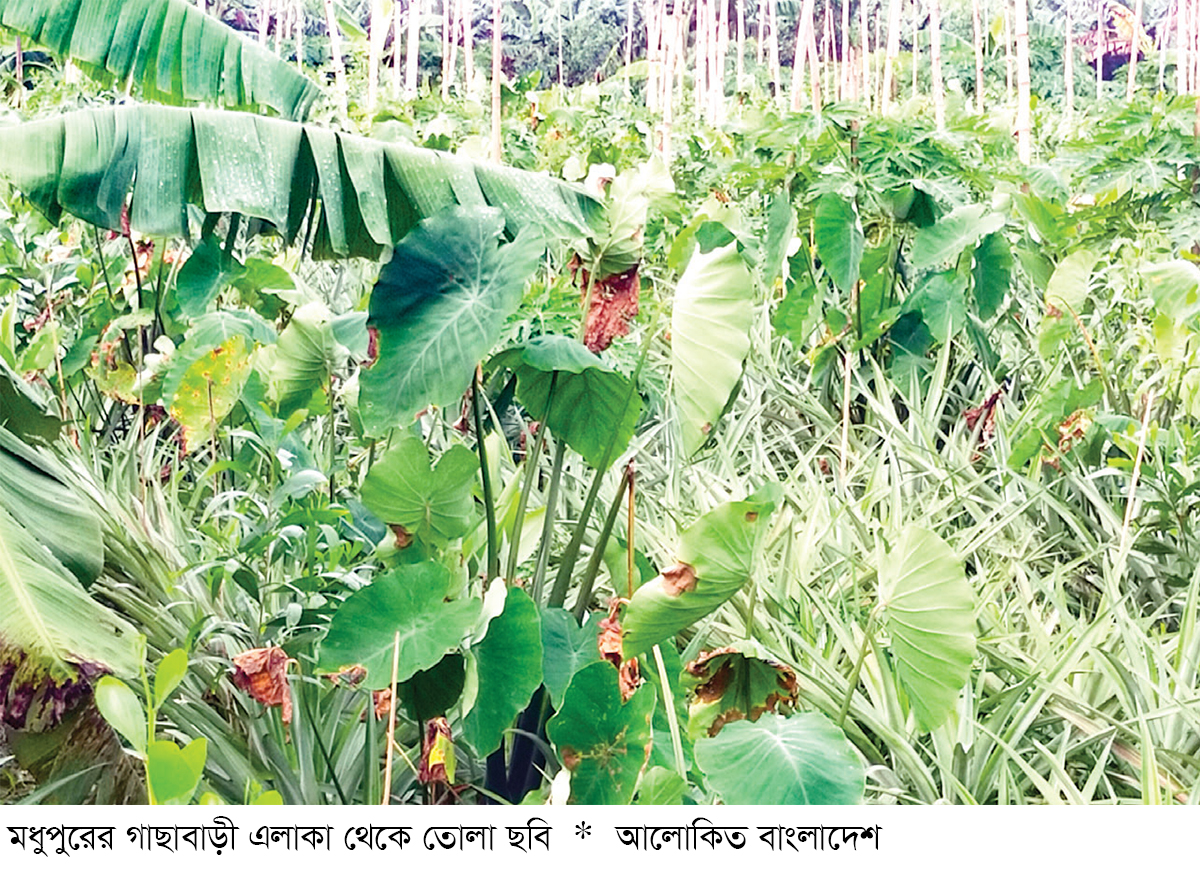 মধুপুর গড়ে সাথী ফসলে কৃষকের সফলতা মধুপুর গড়ে সাথী ফসলে কৃষকের সফলতা