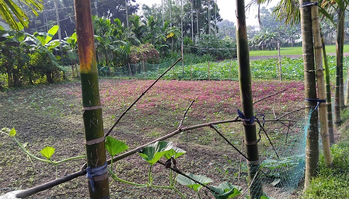 লালমনিরহাটে সবজি ও বীজ উৎপাদনে নেট হাউজ