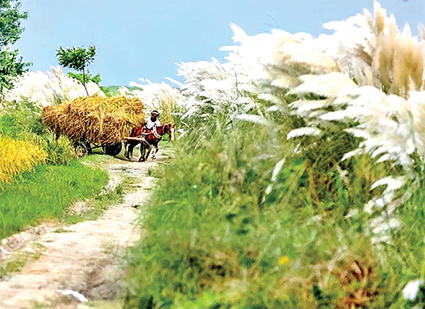 আশ্বিনের এলোমেলো দিনমান আশ্বিনের এলোমেলো দিনমান