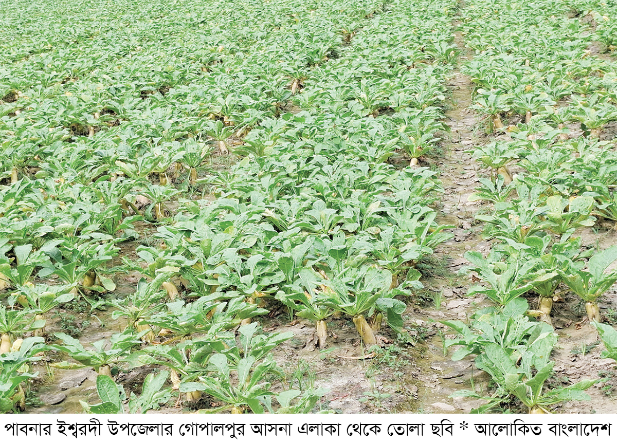 আগাম সবজি চাষে লাভের স্বপ্ন আগাম সবজি চাষে লাভের স্বপ্ন