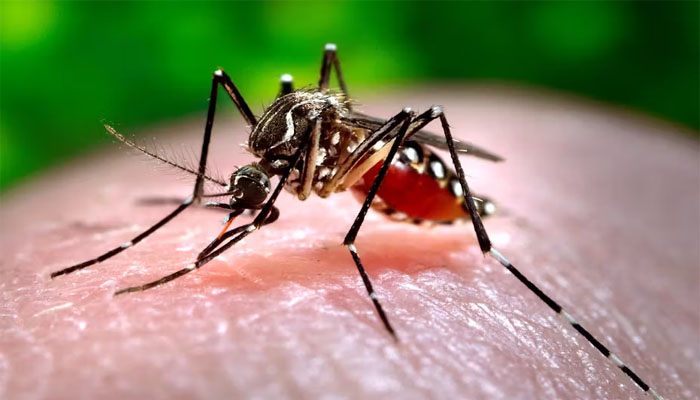 ডেঙ্গুতে আরও ২ জনের মৃত্যু, হাসপাতালে ভর্তি ৬২৫ ডেঙ্গুতে আরও ২ জনের মৃত্যু, হাসপাতালে ভর্তি ৬২৫