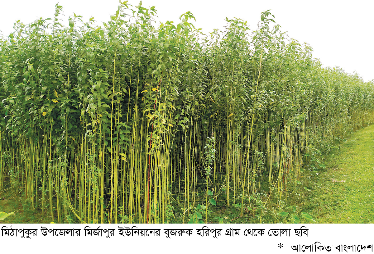 রংপুরে পাটের বাম্পার ফলন রংপুরে পাটের বাম্পার ফলন