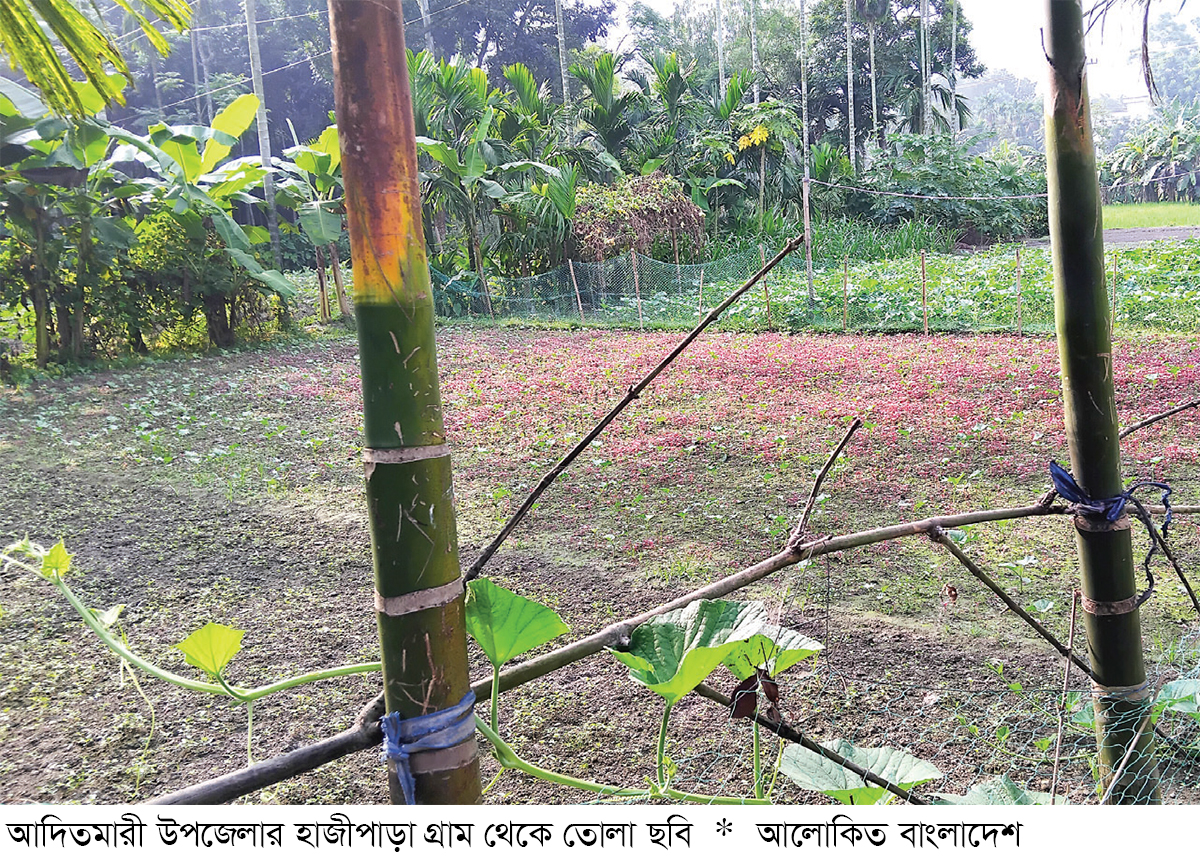 লালমনিরহাটে নেট হাউজ পদ্ধতিতে বিষমুক্ত সবজি চাষ লালমনিরহাটে নেট হাউজ পদ্ধতিতে বিষমুক্ত সবজি চাষ