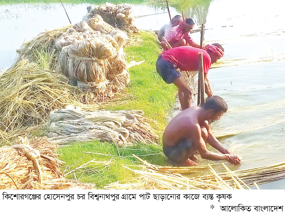 আঁশ ছাড়ানোর খরচ উঠে আসছে পাটখড়িতে আঁশ ছাড়ানোর খরচ উঠে আসছে পাটখড়িতে