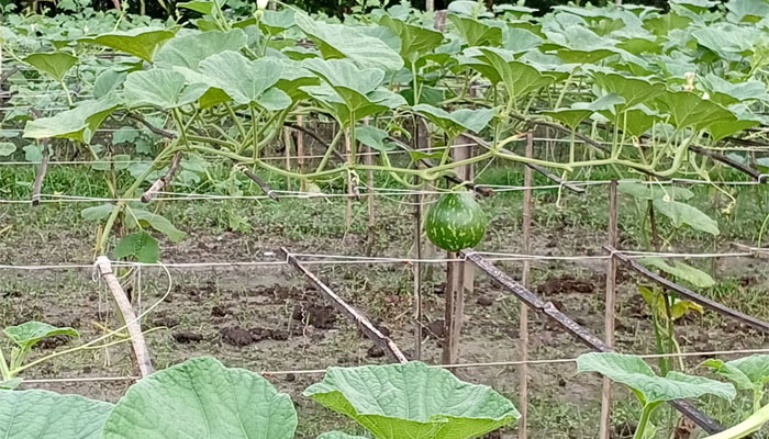 লালমনিরহাটে মাচায় লাউ চাষে কৃষকের মুখে হাসি