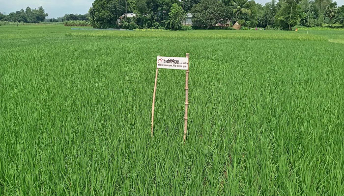 সিরাজগঞ্জে রোপা আমন চাষাবাদে বাম্পার ফলনের আশা