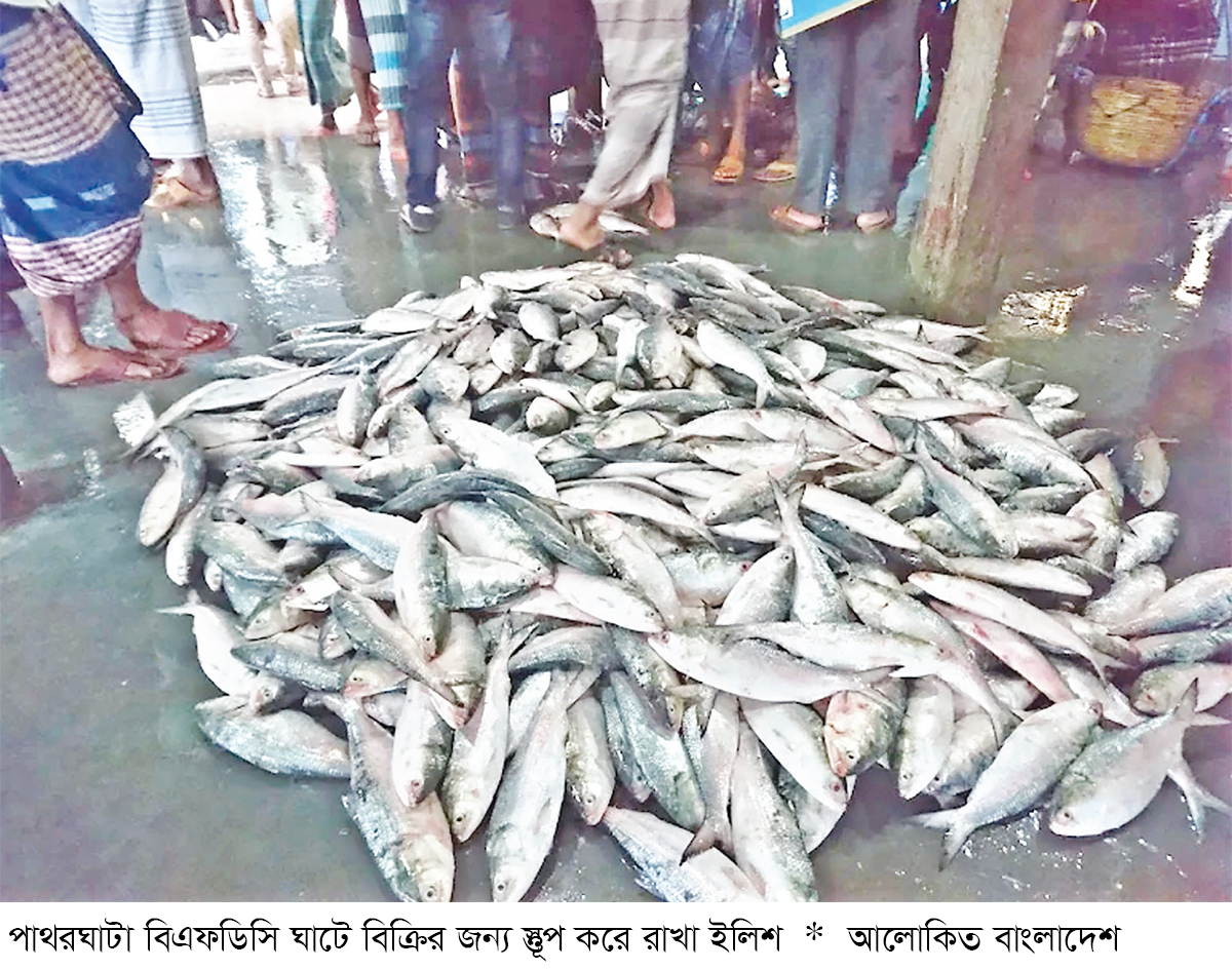 পাথরঘাটায় ধরা পড়ছে ঝাঁকে ঝাঁকে ইলিশ পাথরঘাটায় ধরা পড়ছে ঝাঁকে ঝাঁকে ইলিশ