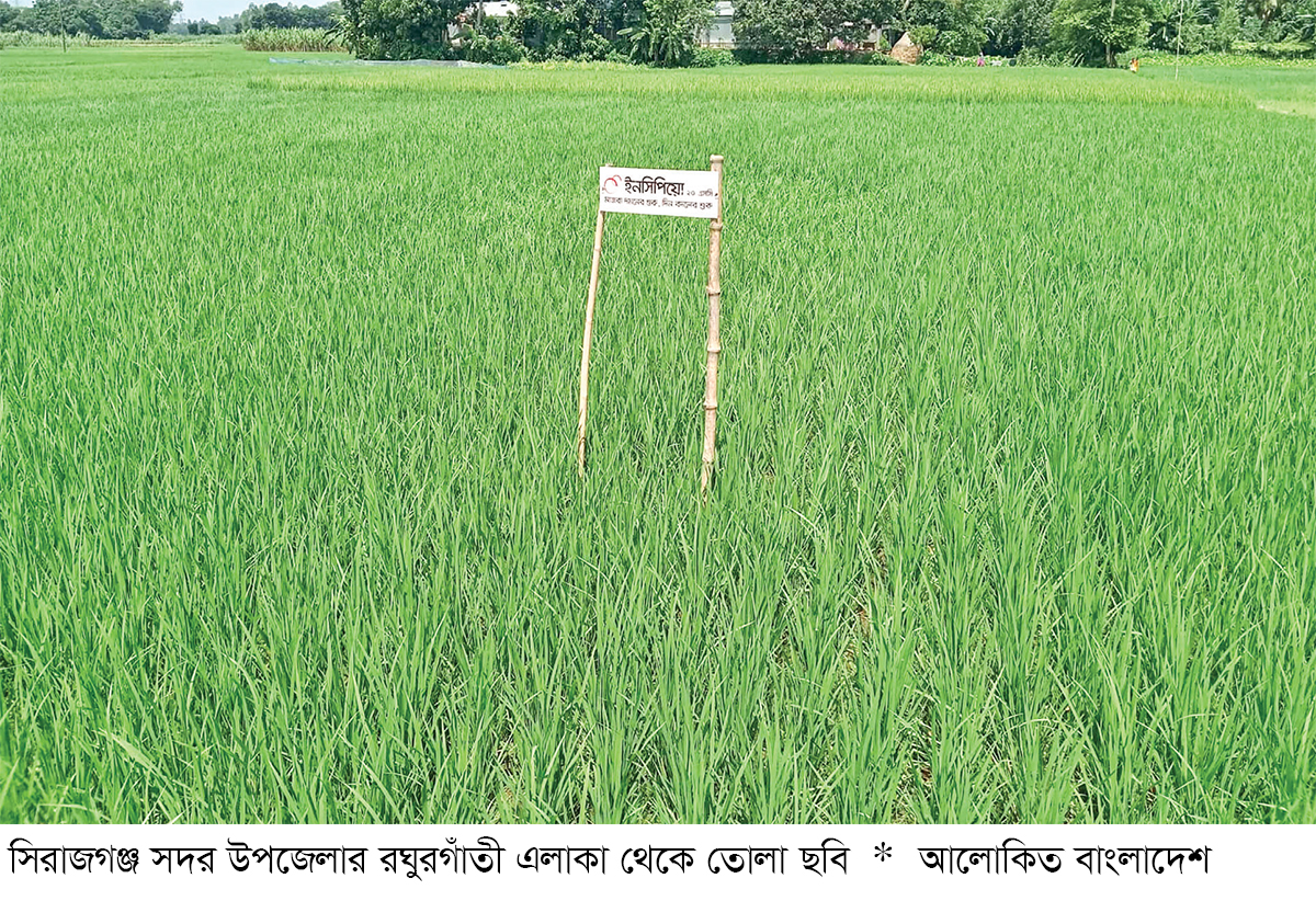 সিরাজগঞ্জে আমন ধানের বাম্পার ফলনের সম্ভাবনা সিরাজগঞ্জে আমন ধানের বাম্পার ফলনের সম্ভাবনা