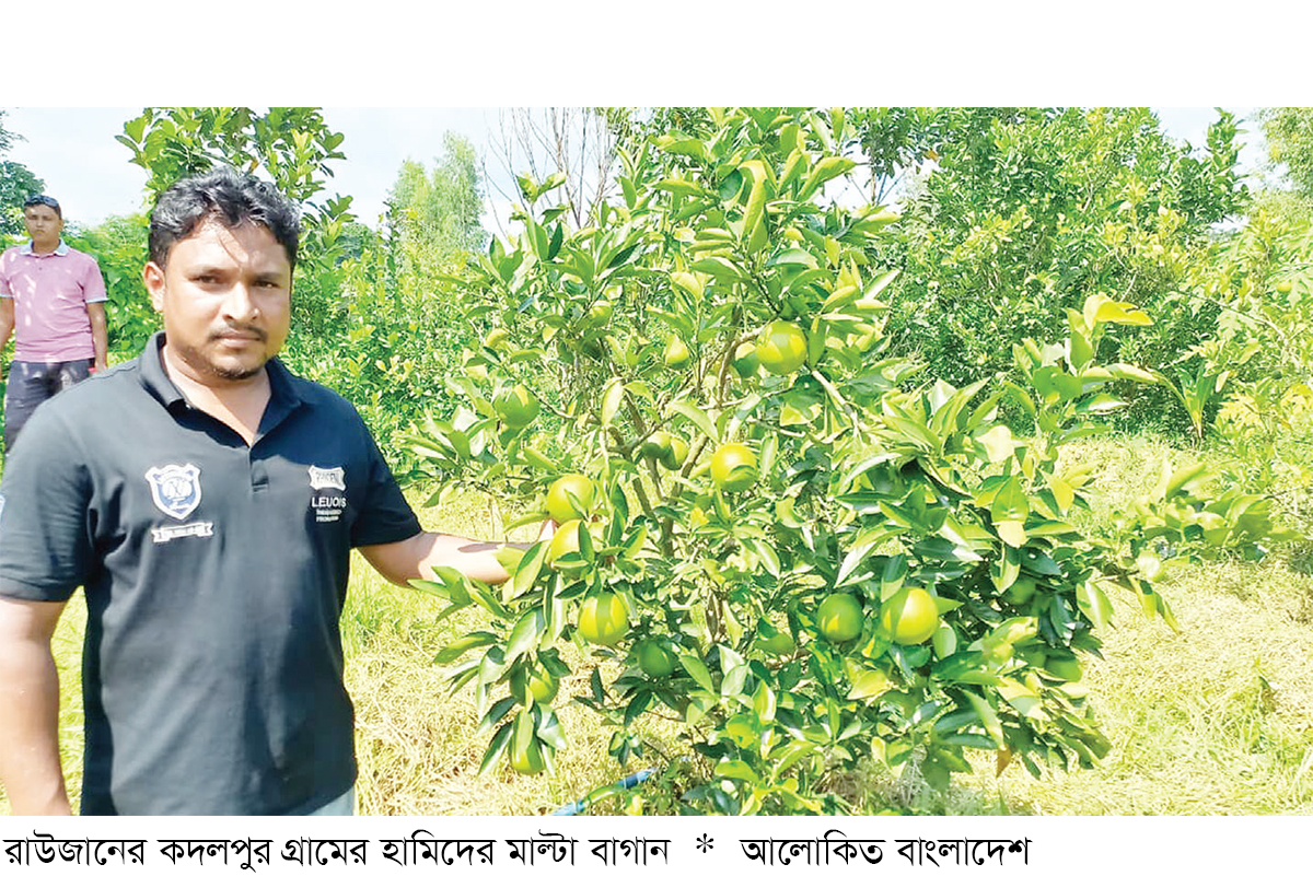 রাউজানে মাল্টার বাম্পার ফলন