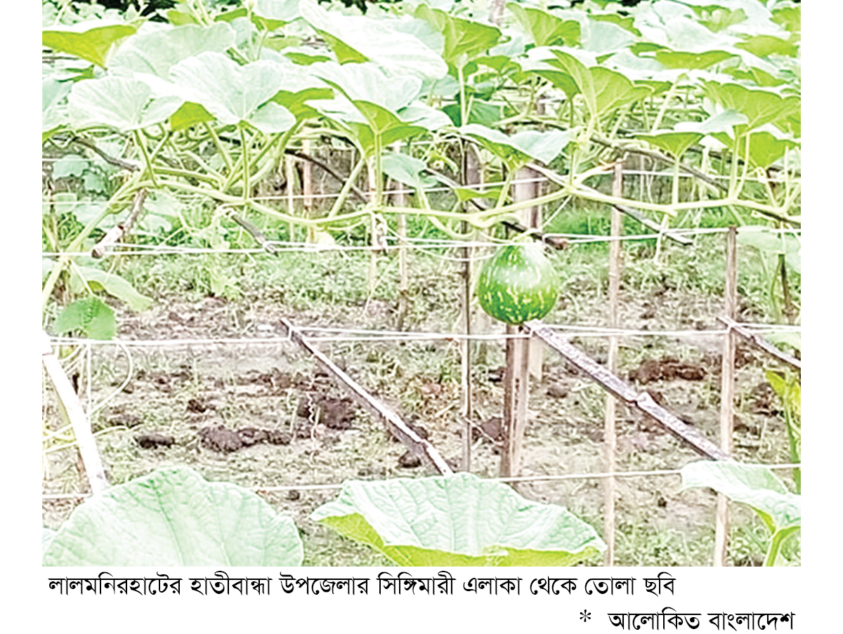 লালমনিরহাটে মাচায় লাউ চাষে সাফল্য লালমনিরহাটে মাচায় লাউ চাষে সাফল্য