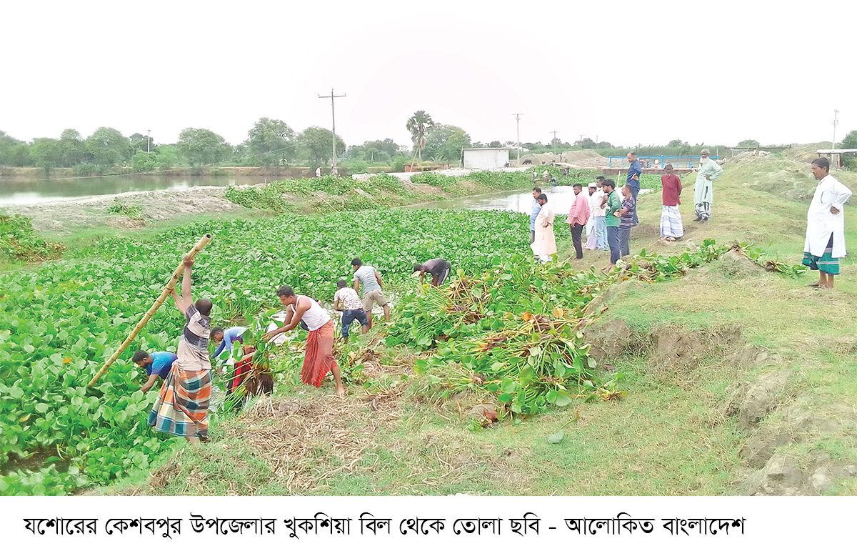 ২৭ বিল থেকে স্বেচ্ছাশ্রমে কচুরিপানা অপসারণ শুরু ২৭ বিল থেকে স্বেচ্ছাশ্রমে কচুরিপানা অপসারণ শুরু