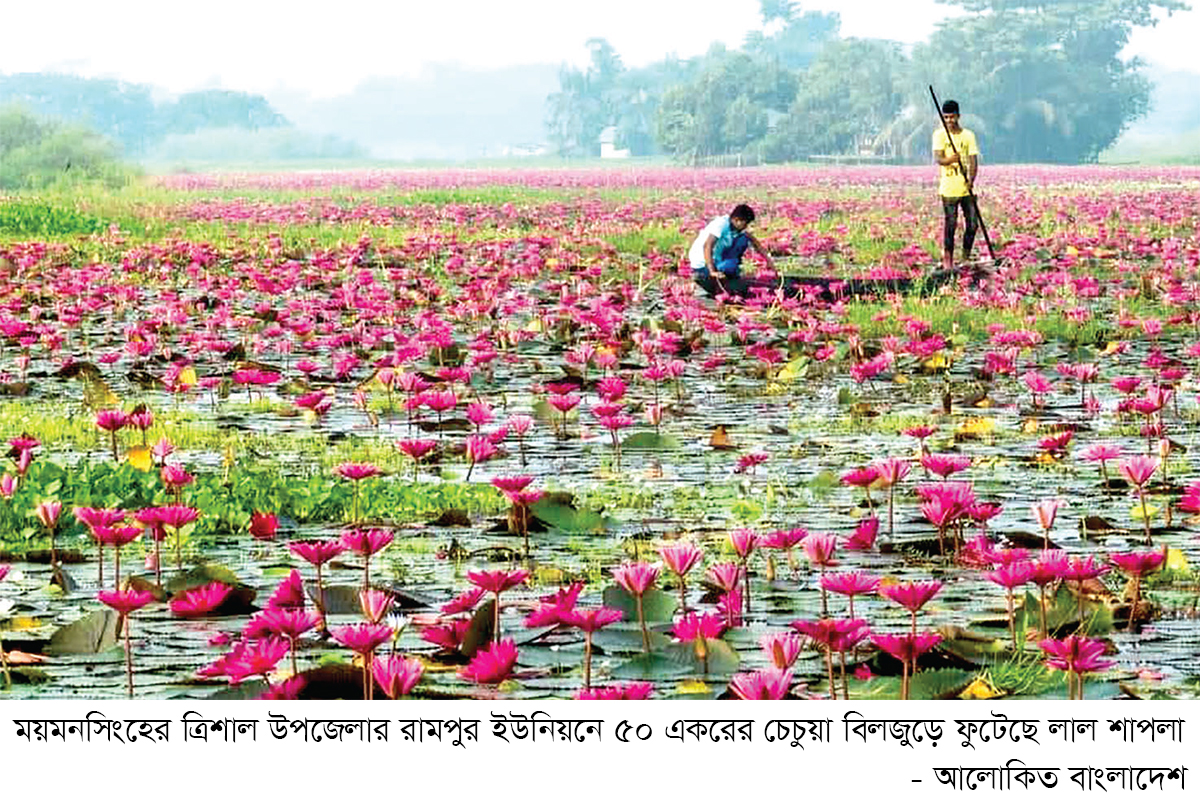 চেচুয়ার বিলে লাল শাপলার হাসি চেচুয়ার বিলে লাল শাপলার হাসি