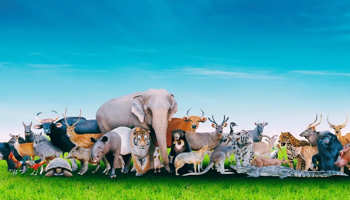 যেসব স্থলজ প্রাণী খাওয়া হারাম যেসব স্থলজ প্রাণী খাওয়া হারাম