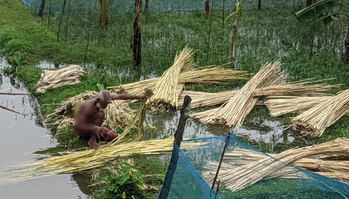 পাটের বাম্পার ফলন ও ন্যায্য দামে খুশি নকলার কৃষক