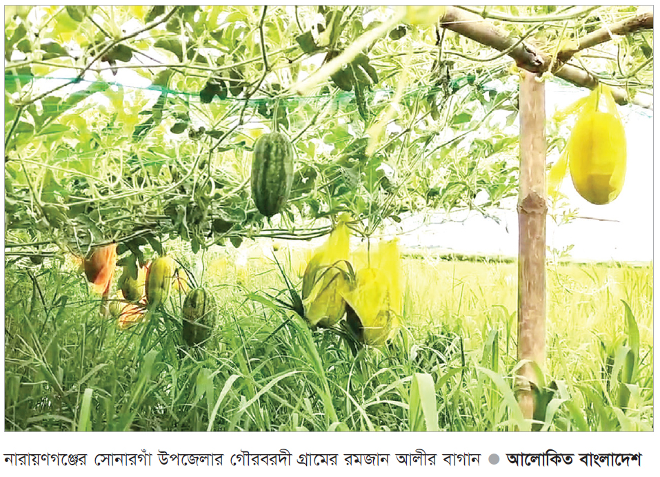 সোনারগাঁয়ে মাছের ঘেরের মাচায় ঝুলছে তরমুজ সোনারগাঁয়ে মাছের ঘেরের মাচায় ঝুলছে তরমুজ