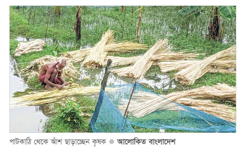 পাটের বাম্পার ফলন ও ন্যায্য দামে খুশি নকলার কৃষক পাটের বাম্পার ফলন ও ন্যায্য দামে খুশি নকলার কৃষক