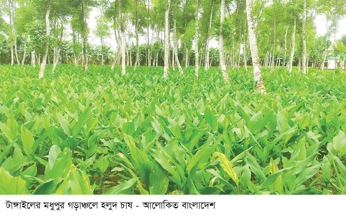 মধুপুরে হলুদের বাম্পার ফলনের সম্ভাবনা মধুপুরে হলুদের বাম্পার ফলনের সম্ভাবনা