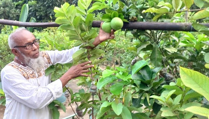 ইউটিউব দেখে ছাদ বাগানে সফল বীর মুক্তিযোদ্ধা আলী আক্কাছ ইউটিউব দেখে ছাদ বাগানে সফল বীর মুক্তিযোদ্ধা আলী আক্কাছ