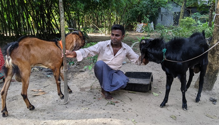 পাঁঠা দিয়ে ছাগী প্রজনন করানোর আয়ে চলে সংসার