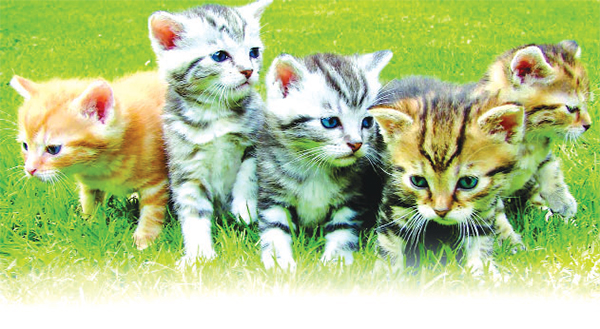 প্রাণীর প্রতি সদাচারের নির্দেশনা প্রাণীর প্রতি সদাচারের নির্দেশনা