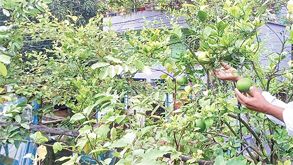ছাদবাগান মেটাচ্ছে ফলের চাহিদা পরিবারে হচ্ছে বাড়তি আয় ছাদবাগান মেটাচ্ছে ফলের চাহিদা পরিবারে হচ্ছে বাড়তি আয়