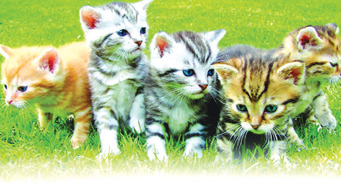 ইসলামে প্রাণীর প্রতি সদাচারের নির্দেশনা ইসলামে প্রাণীর প্রতি সদাচারের নির্দেশনা