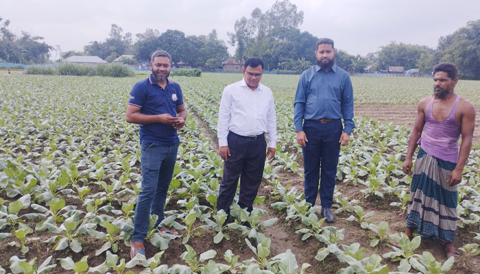 বীরগঞ্জে আগাম জাতের ফুলকপি চাষে ব্যস্ত কৃষকরা 