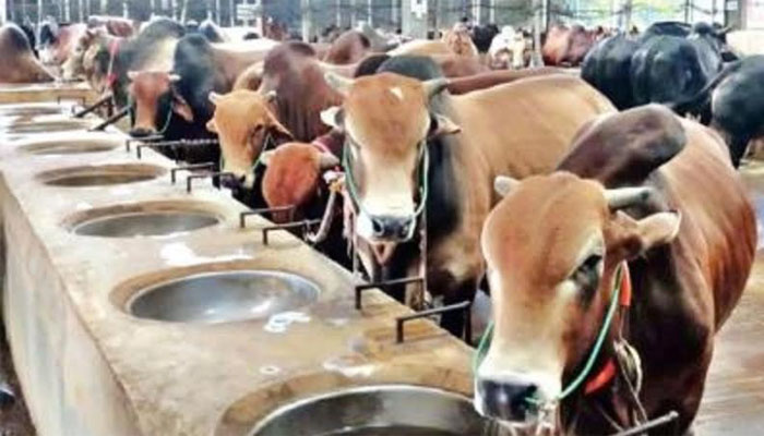 রংপুর অঞ্চলে খড়ের দামে খুশি কৃষক, বিপাকে খামারিরা