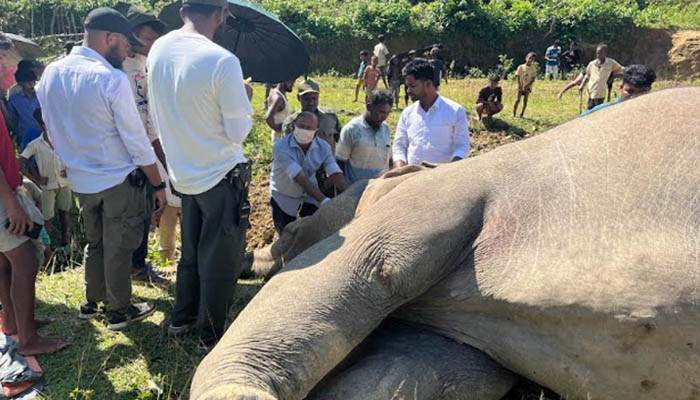 উখিয়ায় বৈদ্যুতিক ফাঁদে হাতির মৃত্যু, মামলা উখিয়ায় বৈদ্যুতিক ফাঁদে হাতির মৃত্যু, মামলা